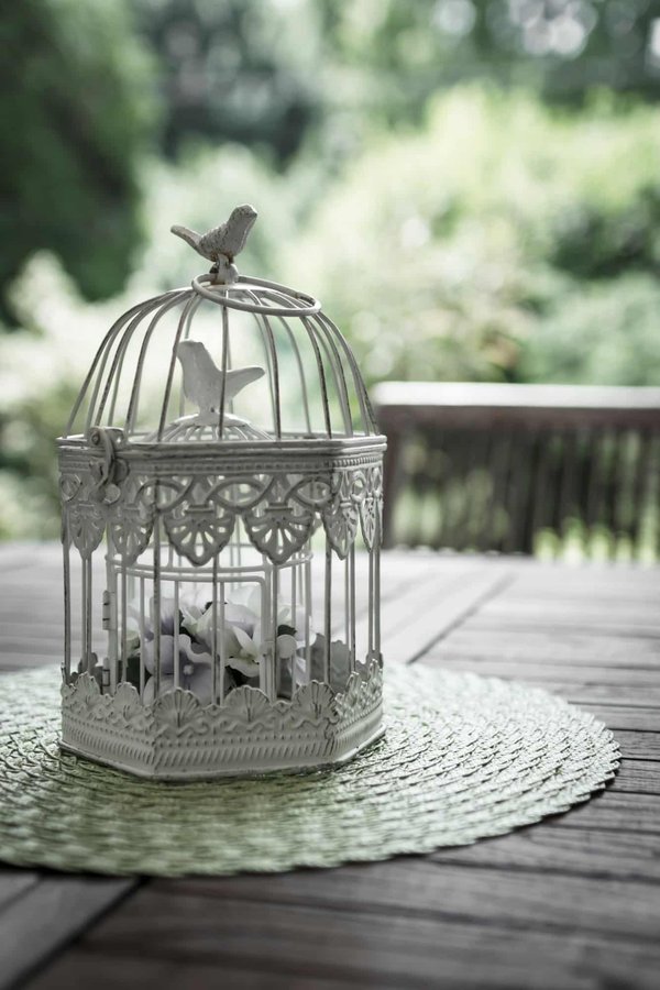 How to Choose the Right Type of Birdcage for an African Grey's Mental Well-being?
